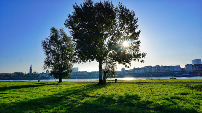 Un arbre avec du ciel bleu