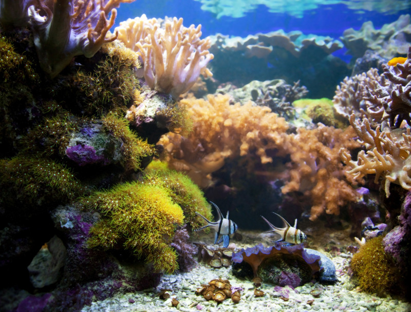 Corail