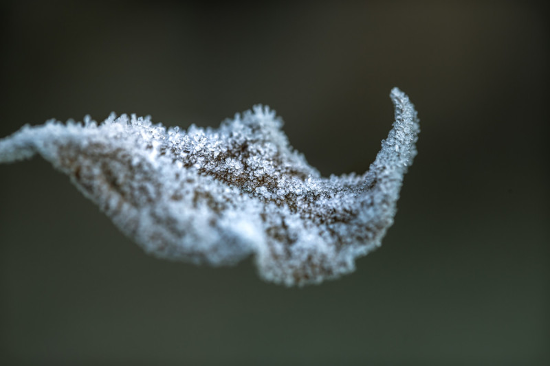 Feuille d'arbre couverte de givre