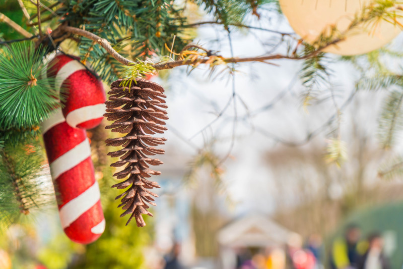 Gros plan sur une branche de sapin
