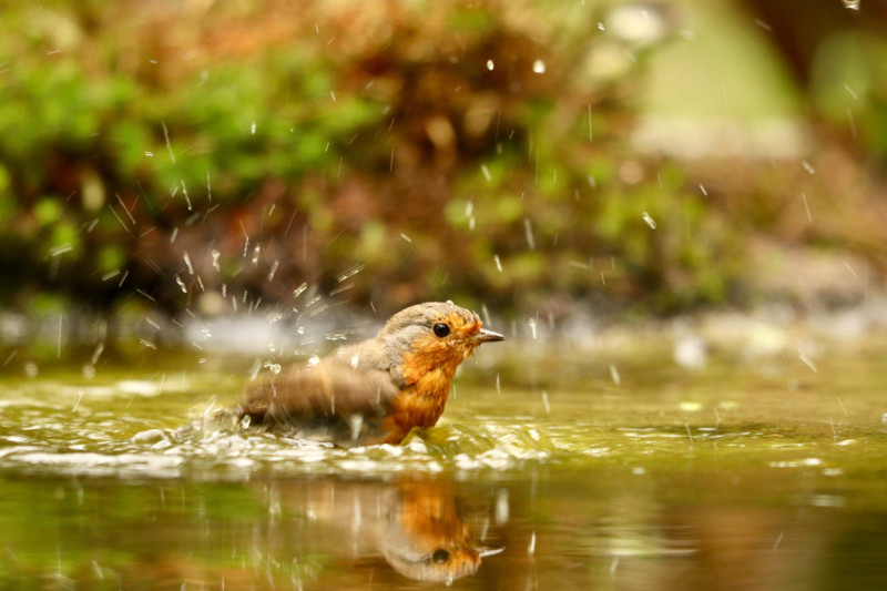 Un oiseau s'amuse dans une flaque