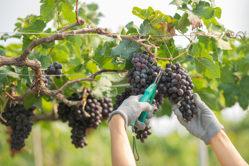 Une personne coupe du raisin