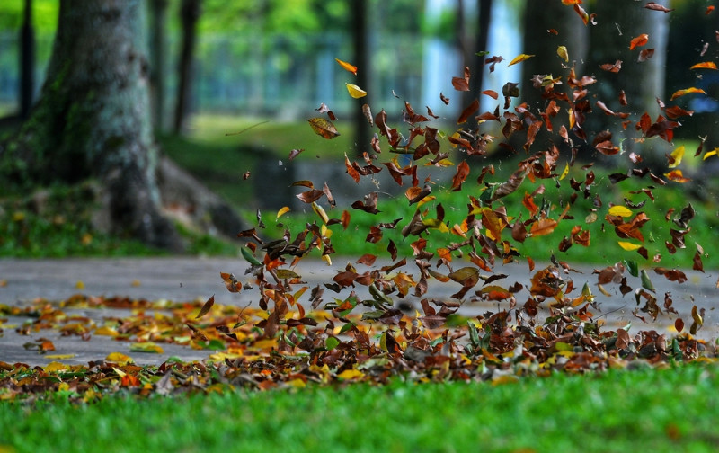 Des feuilles envolées par le vent