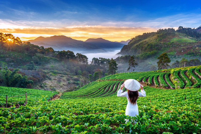 Une femme face à un champ au Vietnam