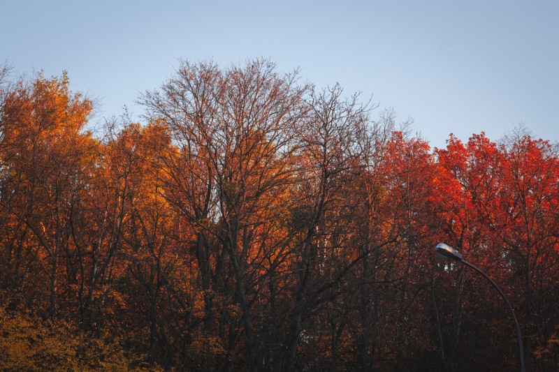 Des arbres en automne