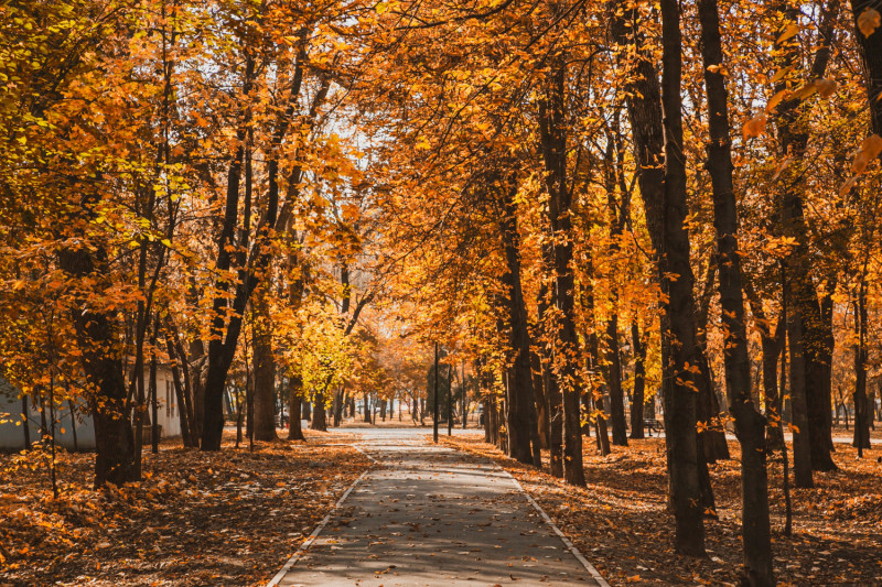 Des arbres en automne