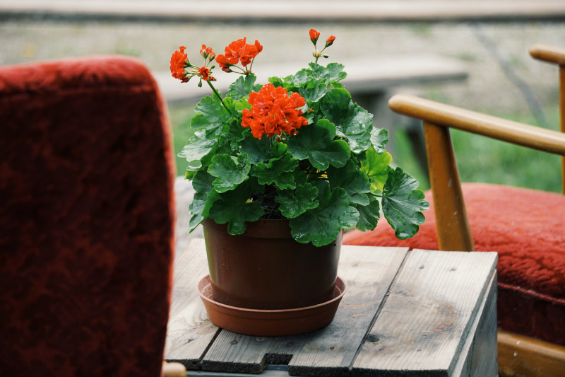Géranium en pot