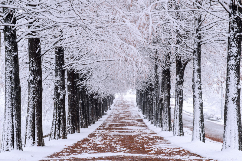 Route enneigée et bordée d'arbres