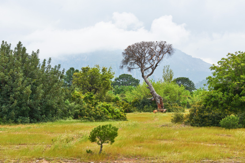 Madagascar