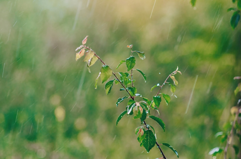 De la pluie tombe