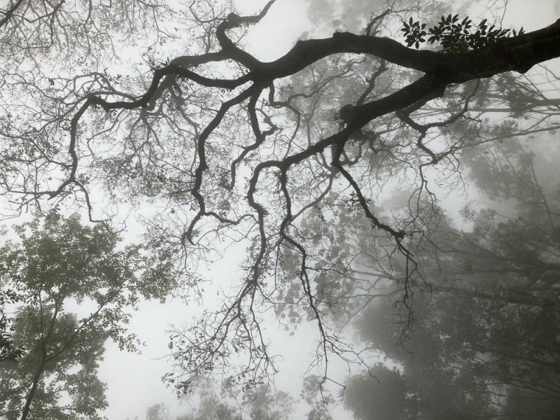 Brouillard arbres