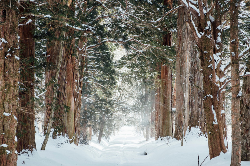 Foret en hiver