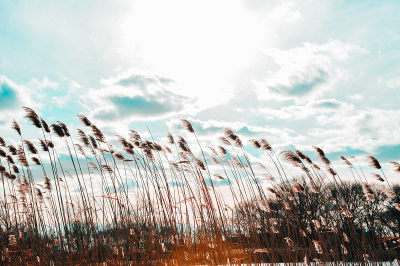 Herbes sous un ciel nuageux