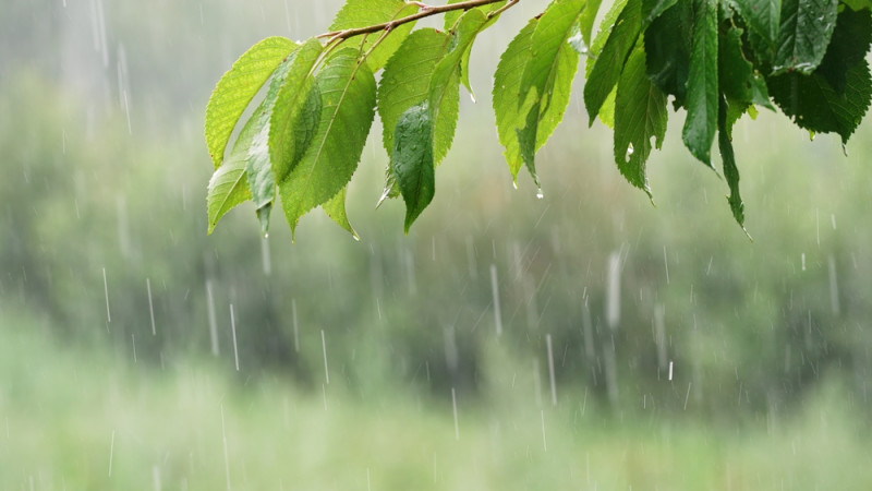 Pluie sur un arbre