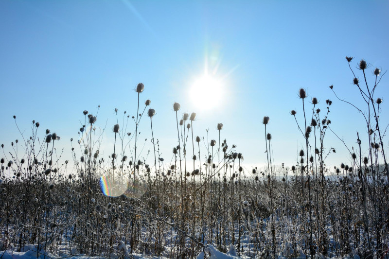 Soleil et plantes