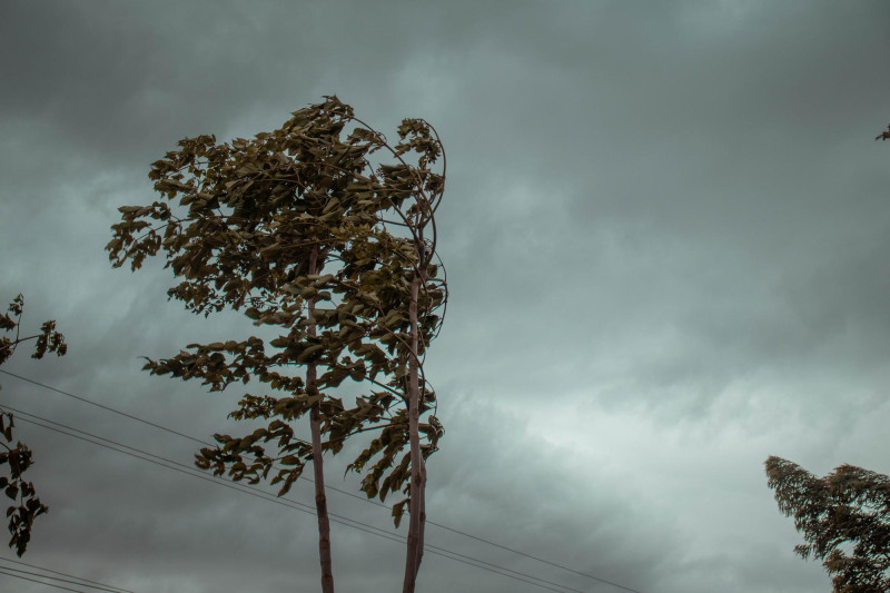 Vent dans un arbre