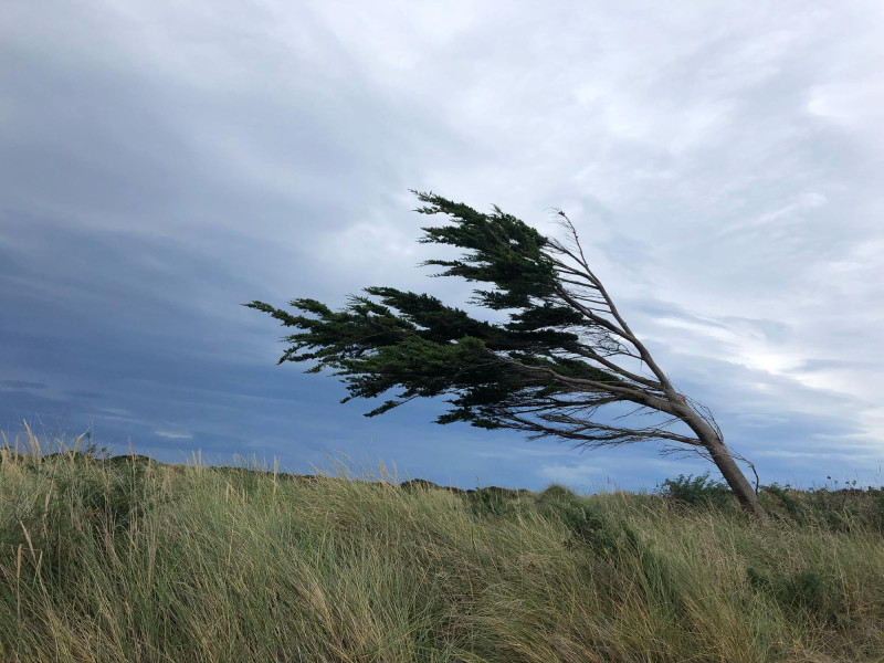 Vent sur un arbre