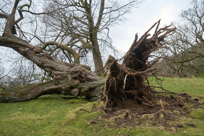 Un arbre déraciné par le vent