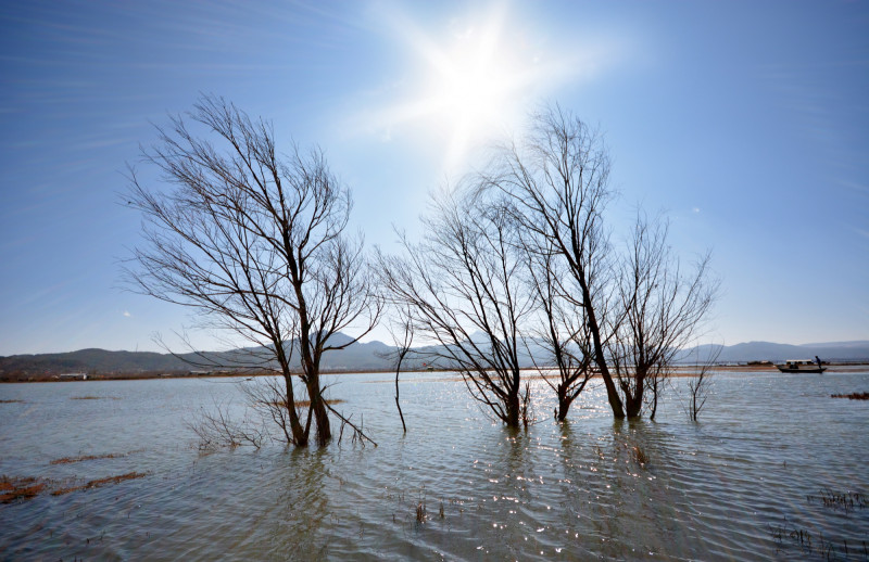 Arbres inondation