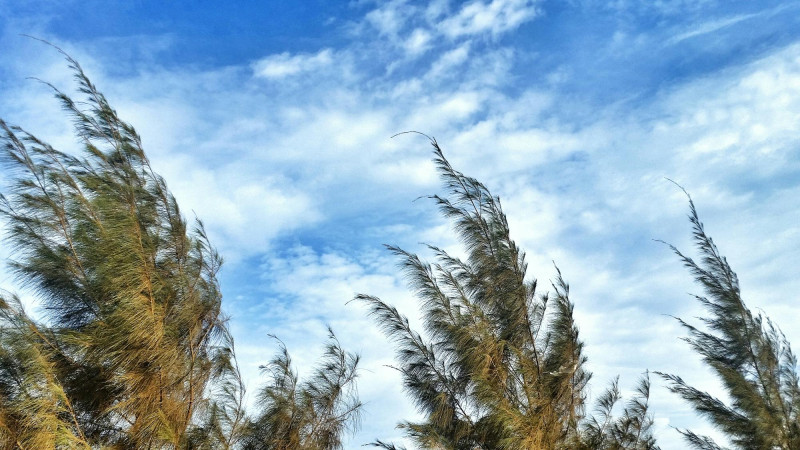 Arbres balayés par le vent