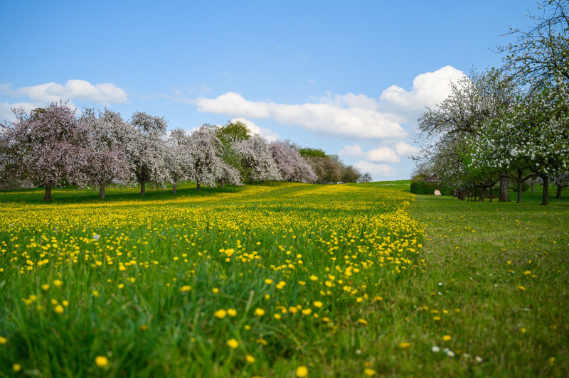 Campagne fleurie