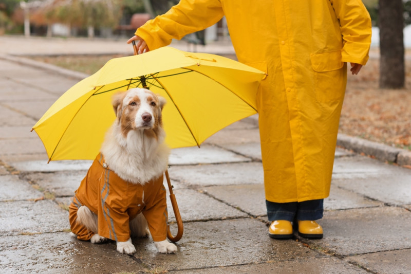 Chien sous un parapluie