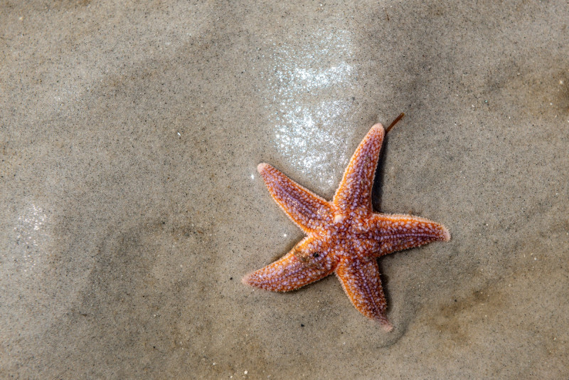 Une étoile de mer échouée