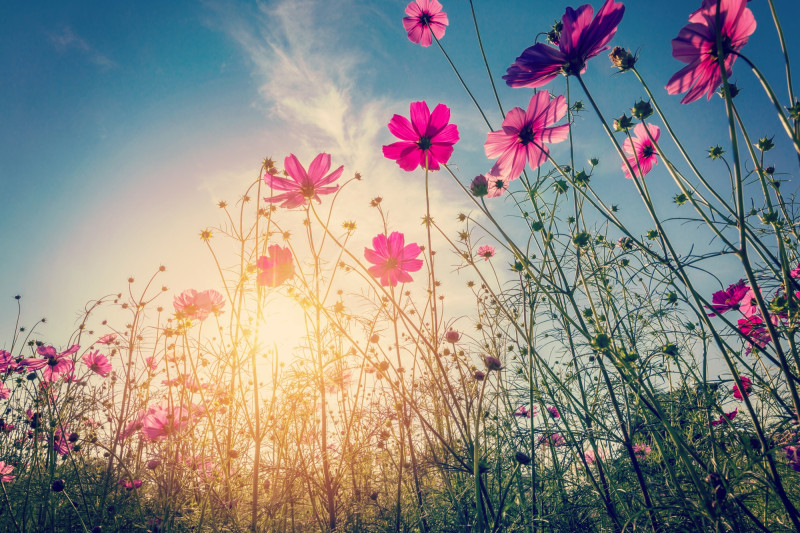 Fleurs dans un champ