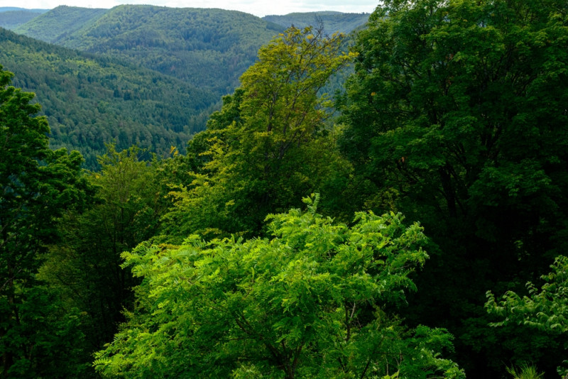 Forêt en alsace