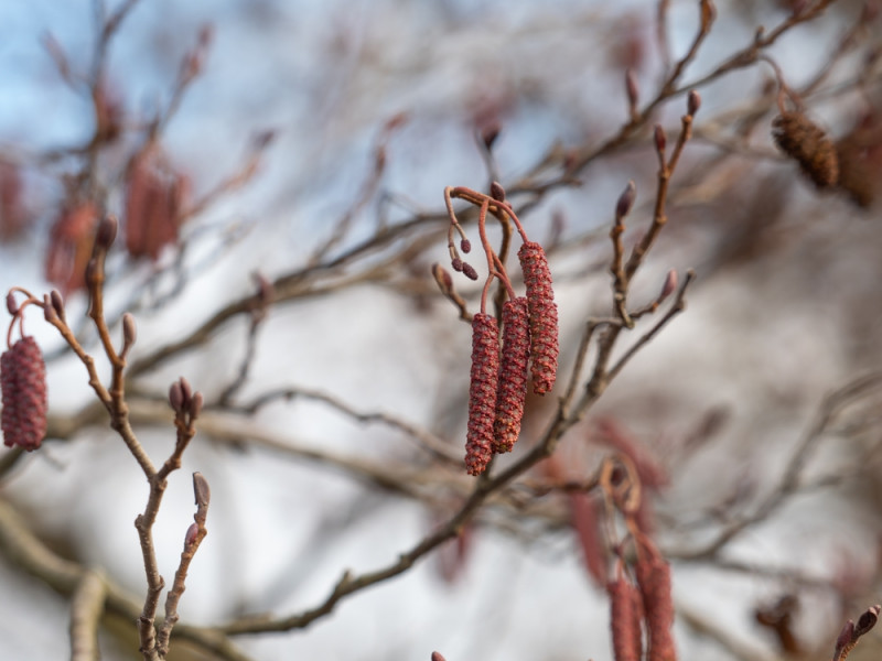 Branche d'aulne
