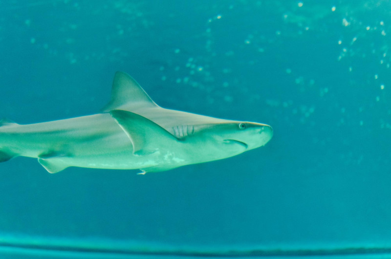 Un requin nage dans la mer