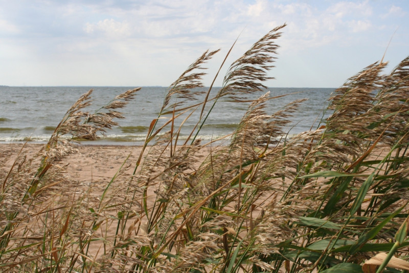 Plage avec roseaux