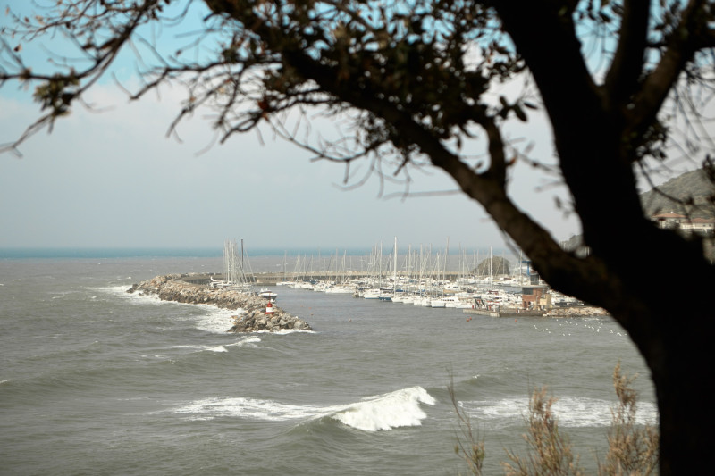 Arbre près de la mer