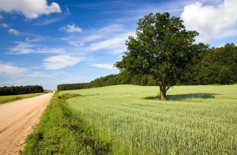 Arbre et route