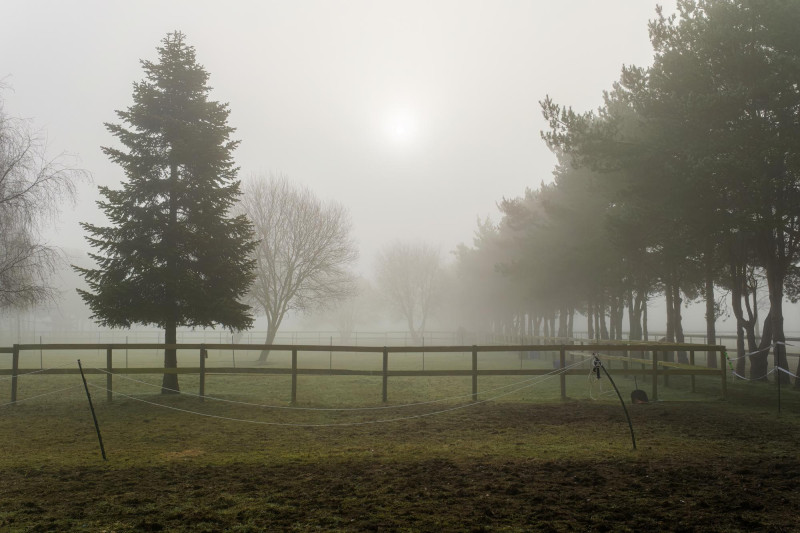 Des arbres dans le brouillard