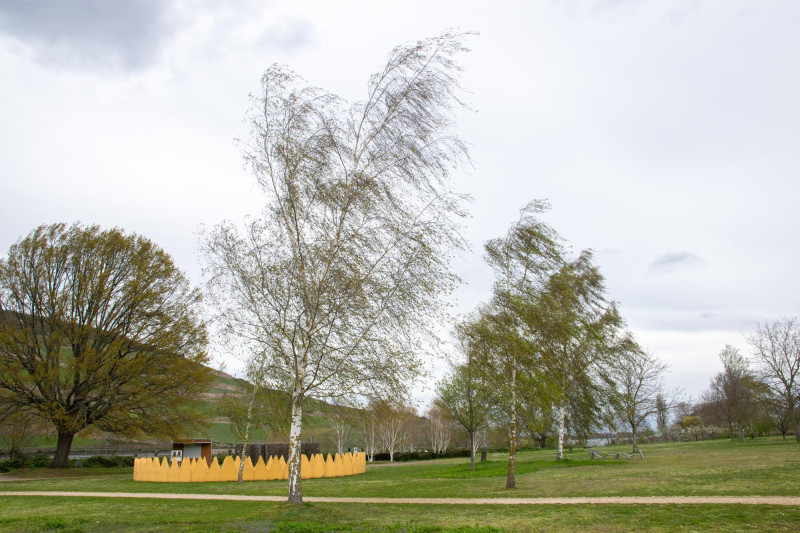 Un arbre balayé par le vent