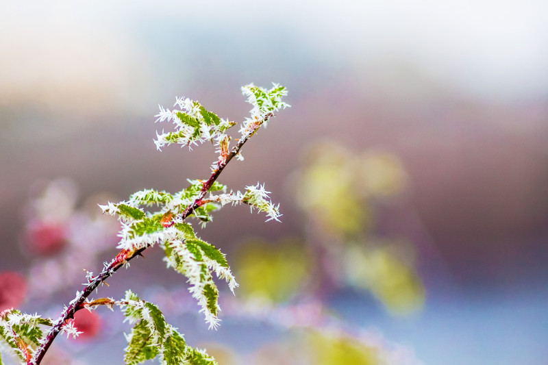 Branche couverte de gel