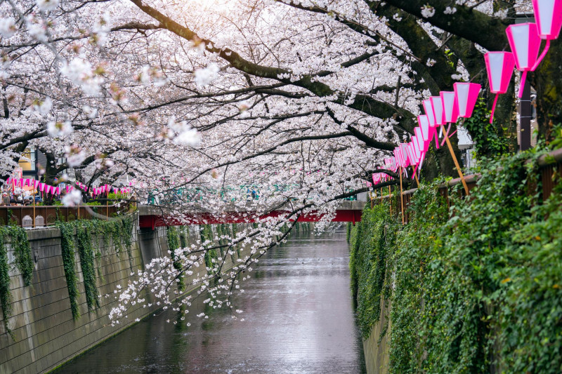 Cerisiers en fleurs à Kyoto