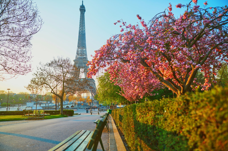 Cerisiers en fleurs avec la Tour Eiffel