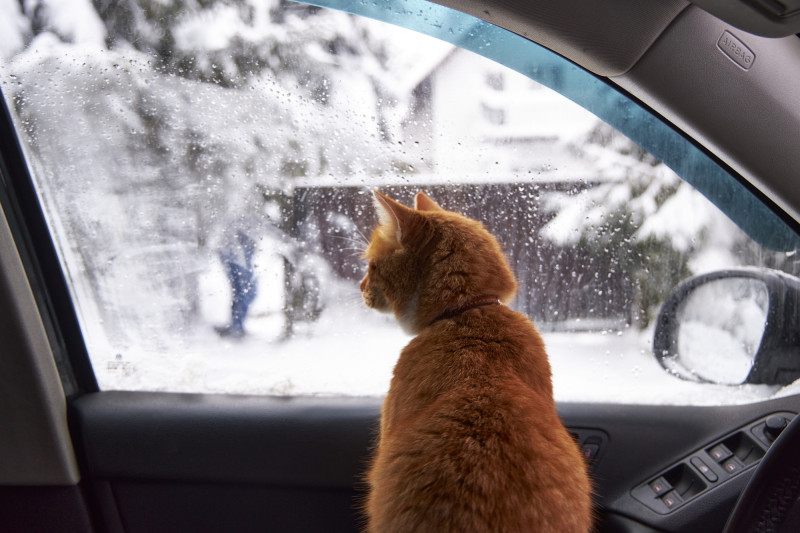 Un chat dans une voiture regarde la neige à l'extérieur