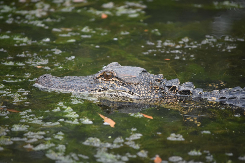 Un crocodile dans l'eau