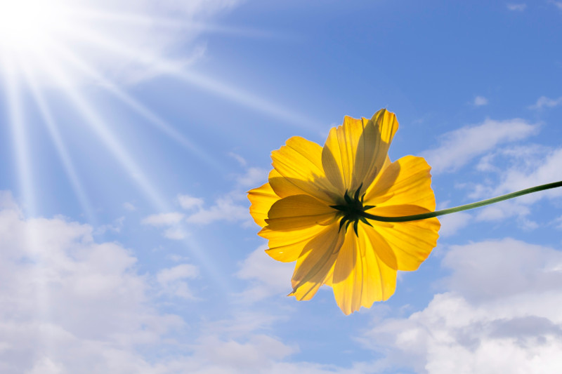 Fleur sur ciel bleu