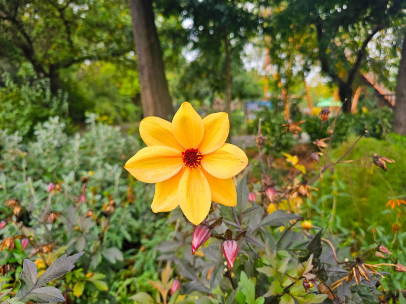 Une belle fleur dans un jardin