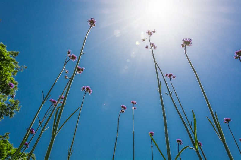 Des fleurs avec un ciel bleu
