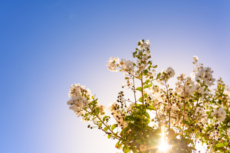 Un ciel bleu et un arbre en fleurs