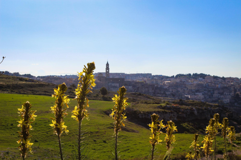 Plaine et fleurs