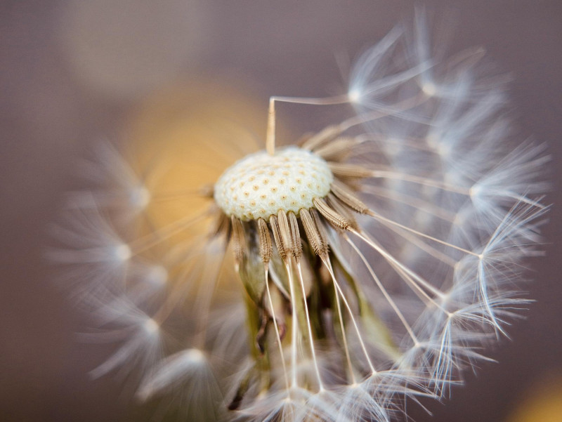 Pollen