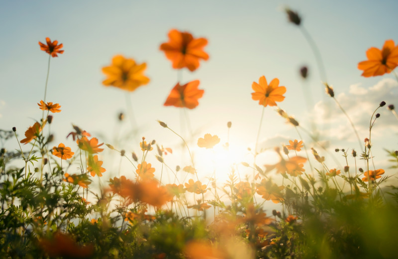 Des fleurs dans un champ