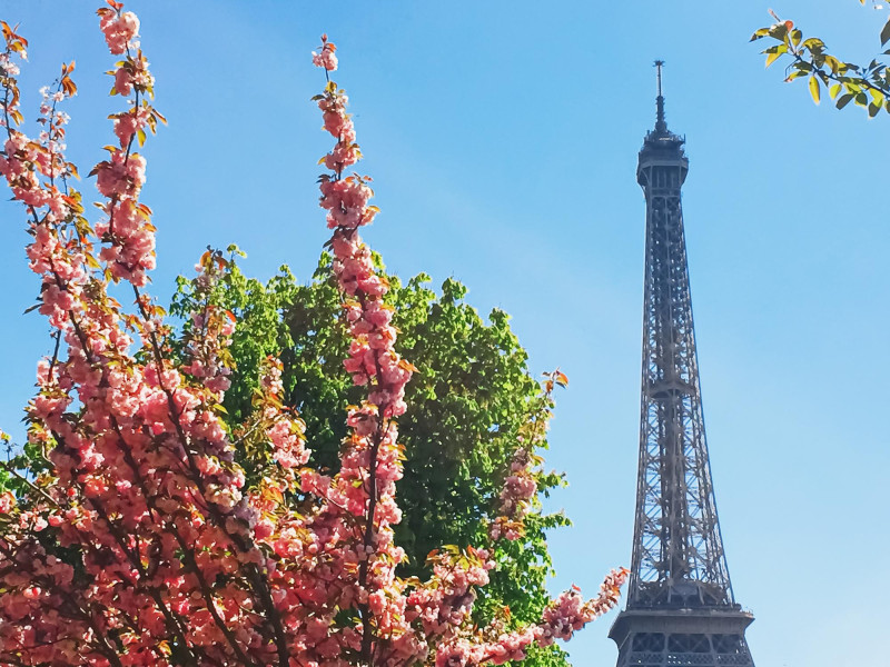 Fleurs près de la tour eiffel