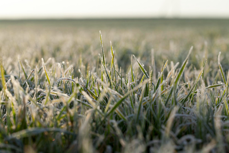 Des herbes gelées le matin